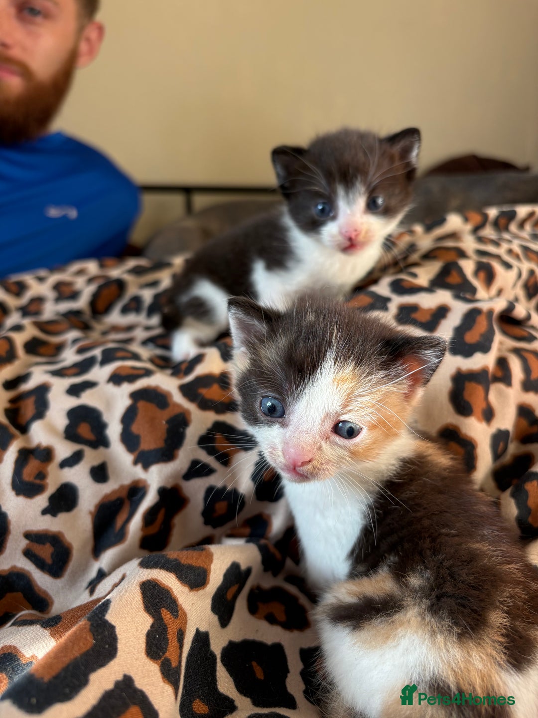 Mixed Breed cats for sale: Mix litter of 6  - Image 9