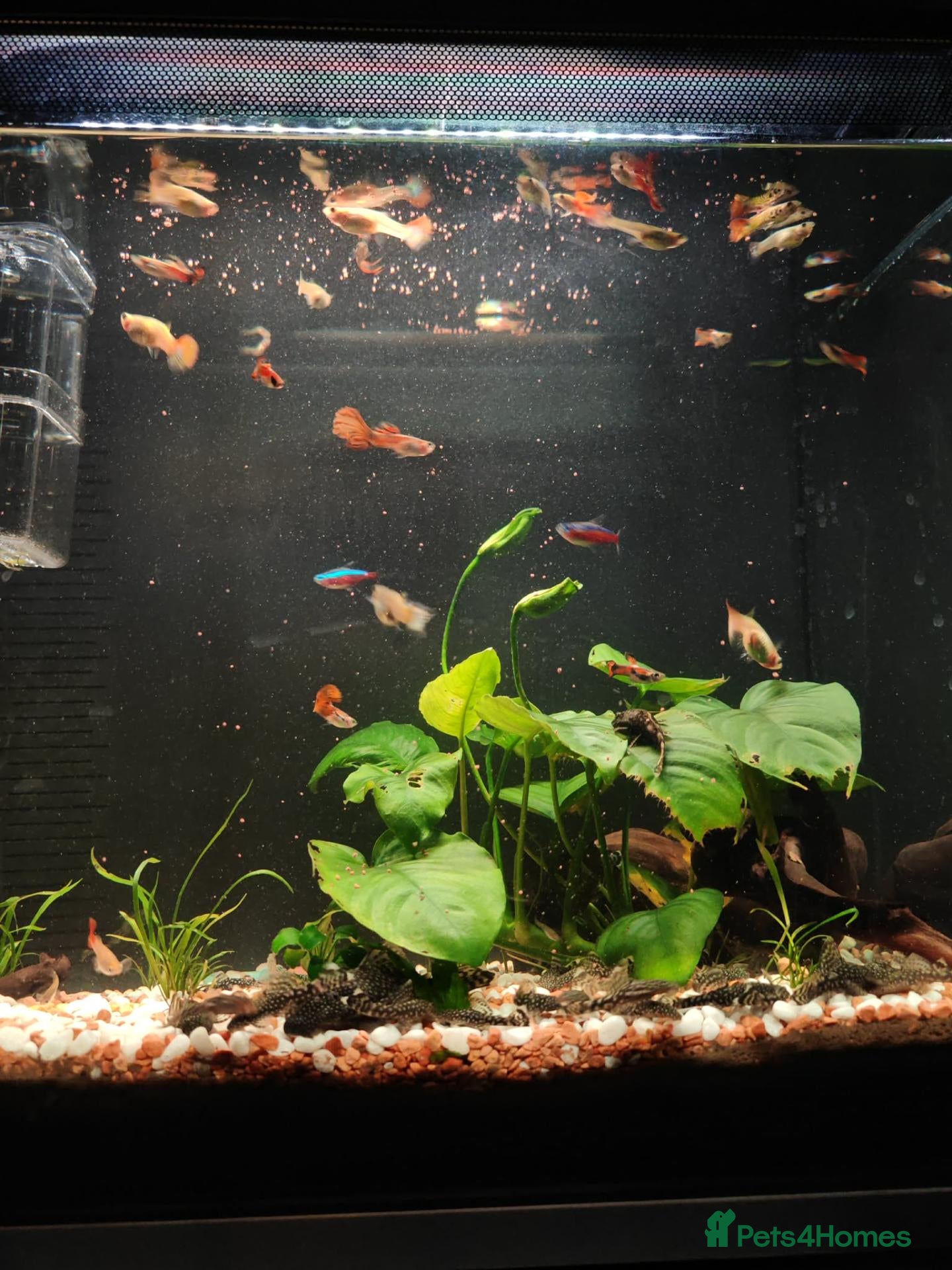 Rainbow Fish fish Guppies - Advert 1