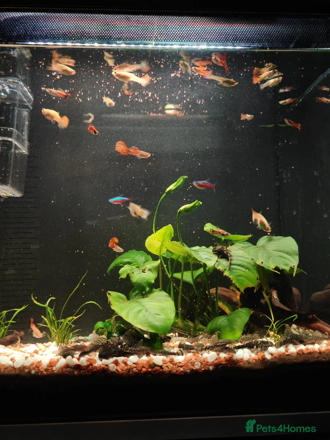 Rainbow Fish fish for sale: Guppies - Advert 1