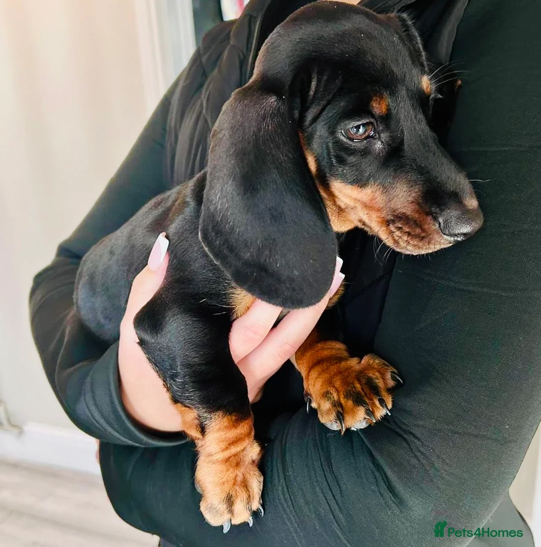 Miniature Dachshund dogs for sale: Miniature Dachshund puppies 🐶 one male left  - Advert 1