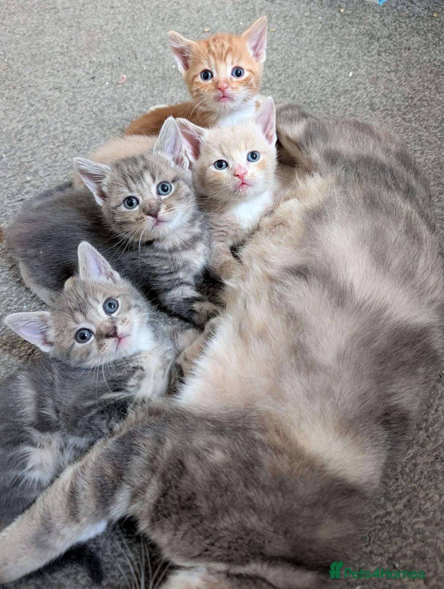Mixed Breed cats Gorgeous kittens looking for forever homes - Advert 1