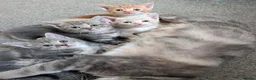 Mixed Breed cats for sale: Gorgeous kittens looking for forever homes - Advert 1
