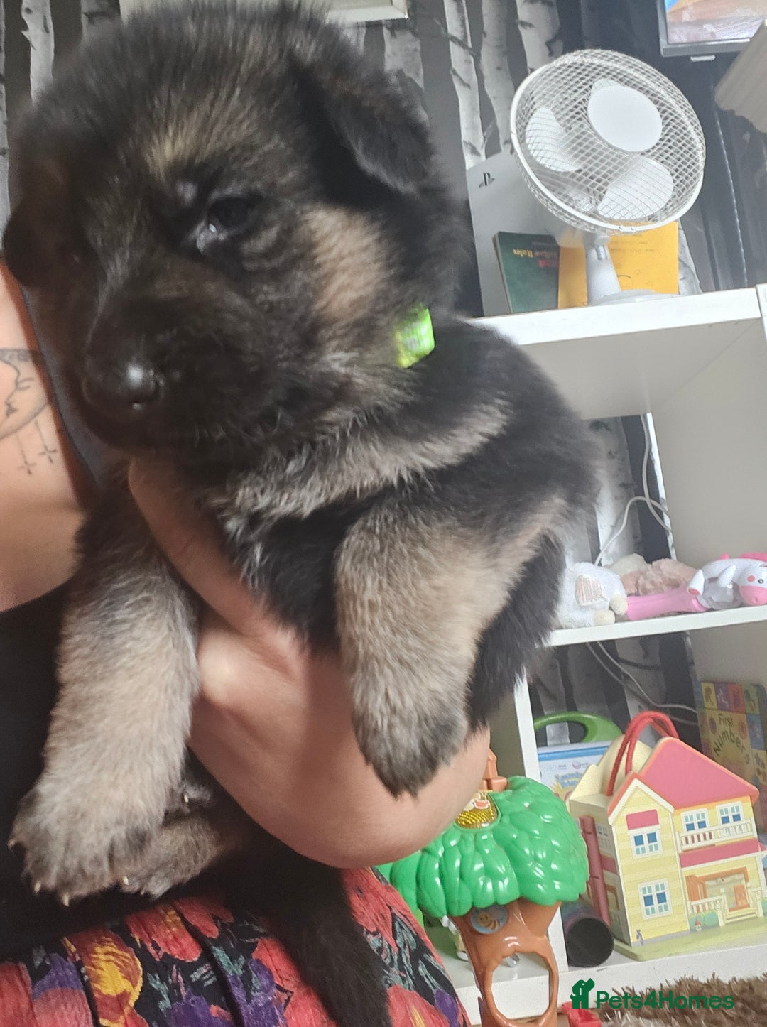 German Shepherd dogs for sale: 8 Beautiful fluffy German Shepherd pups  - Image 24