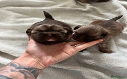 Shih Tzu dogs for sale: Imperial Shih Tzu for sale - Image 11