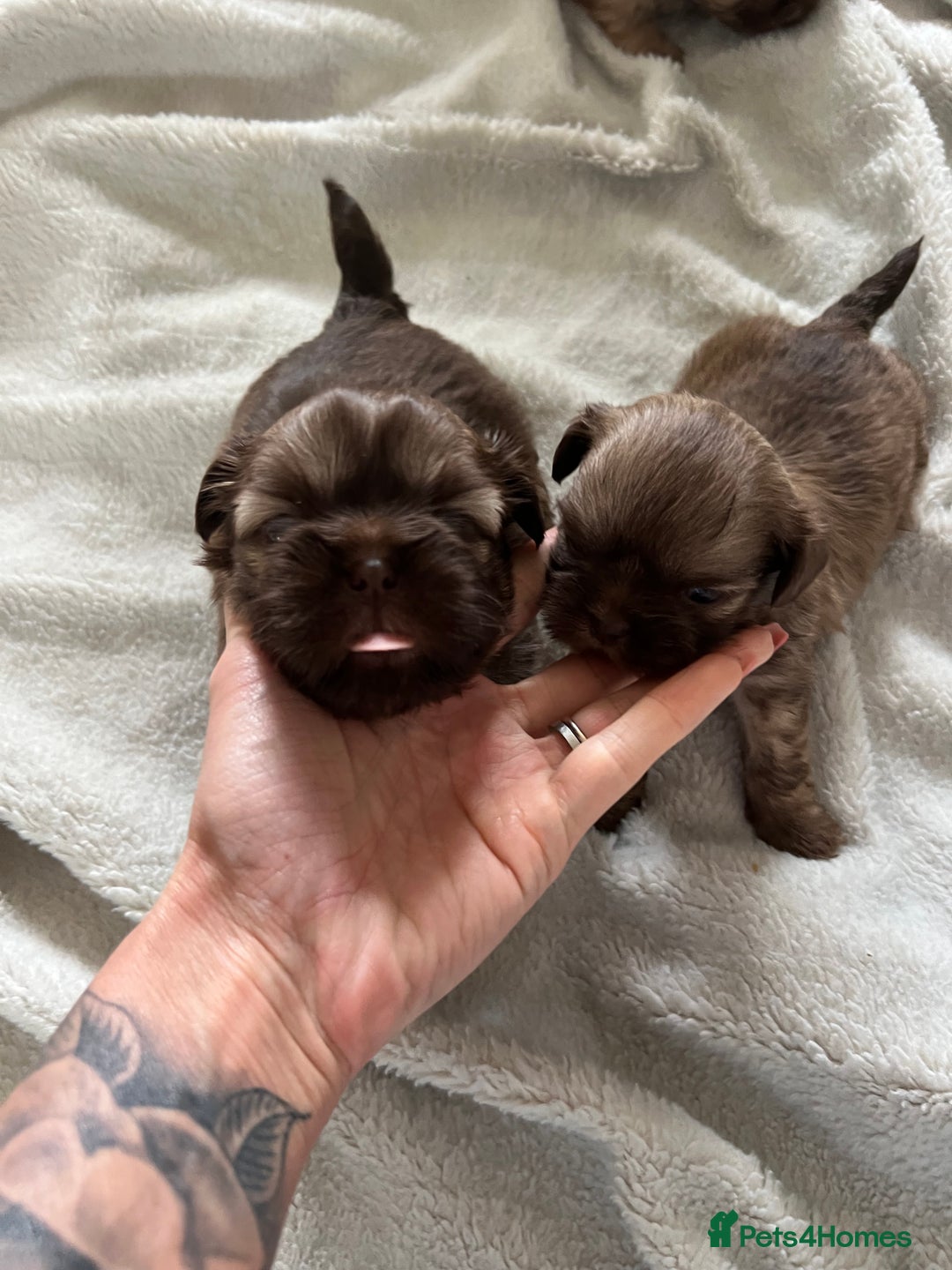 Shih Tzu dogs for sale: Imperial Shih Tzu for sale - Image 11