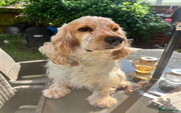 Cocker Spaniel dogs for sale: 3 Year Old Beautiful Show Cocker  - Image 1