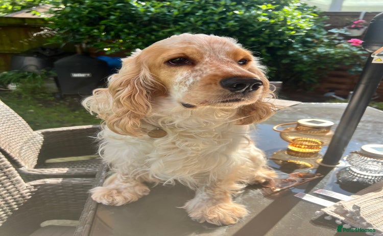 Cocker Spaniel dogs - Advert 11