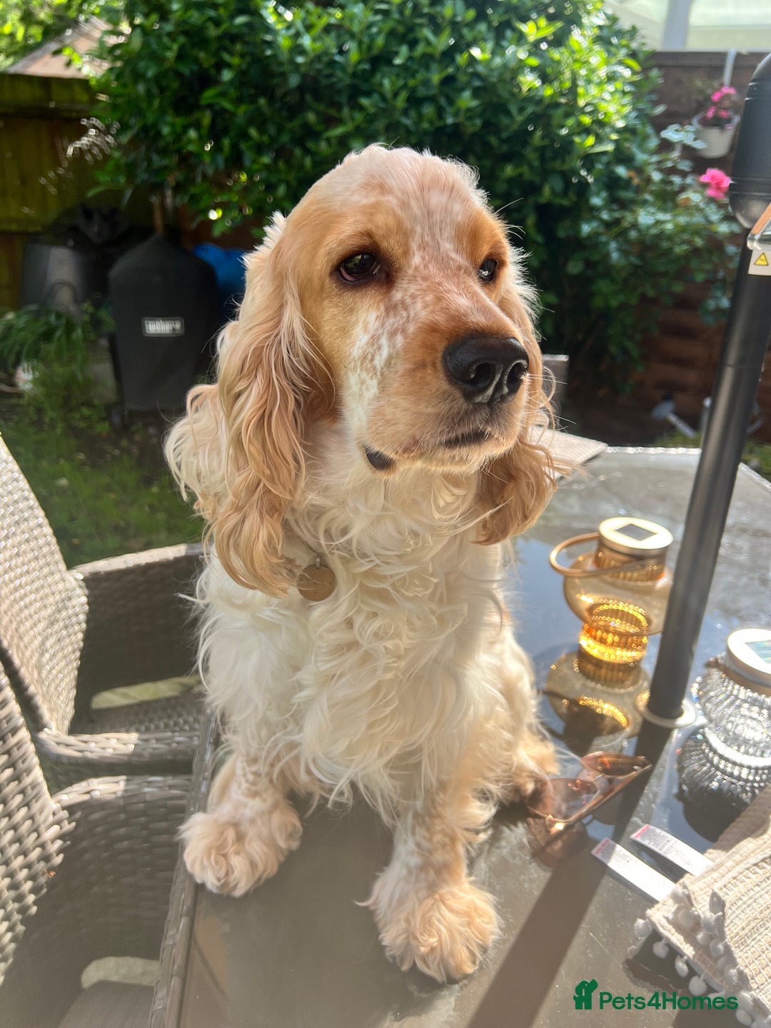 Cocker Spaniel dogs for sale: 3 Year Old Beautiful Show Cocker  - Image 1