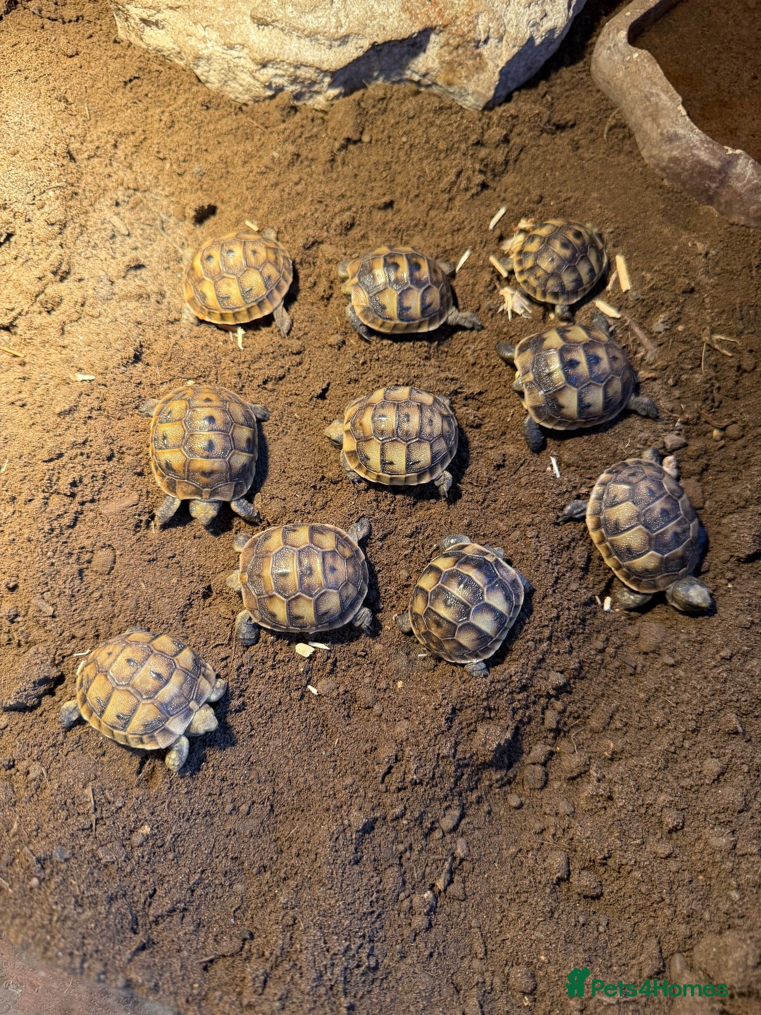 Hermann Tortoise reptiles 6-8 year old Hermann’s Tortoises - Advert 2