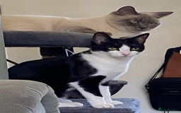 British Shorthair cats for sale: Vinnie and Tilly - Image 9