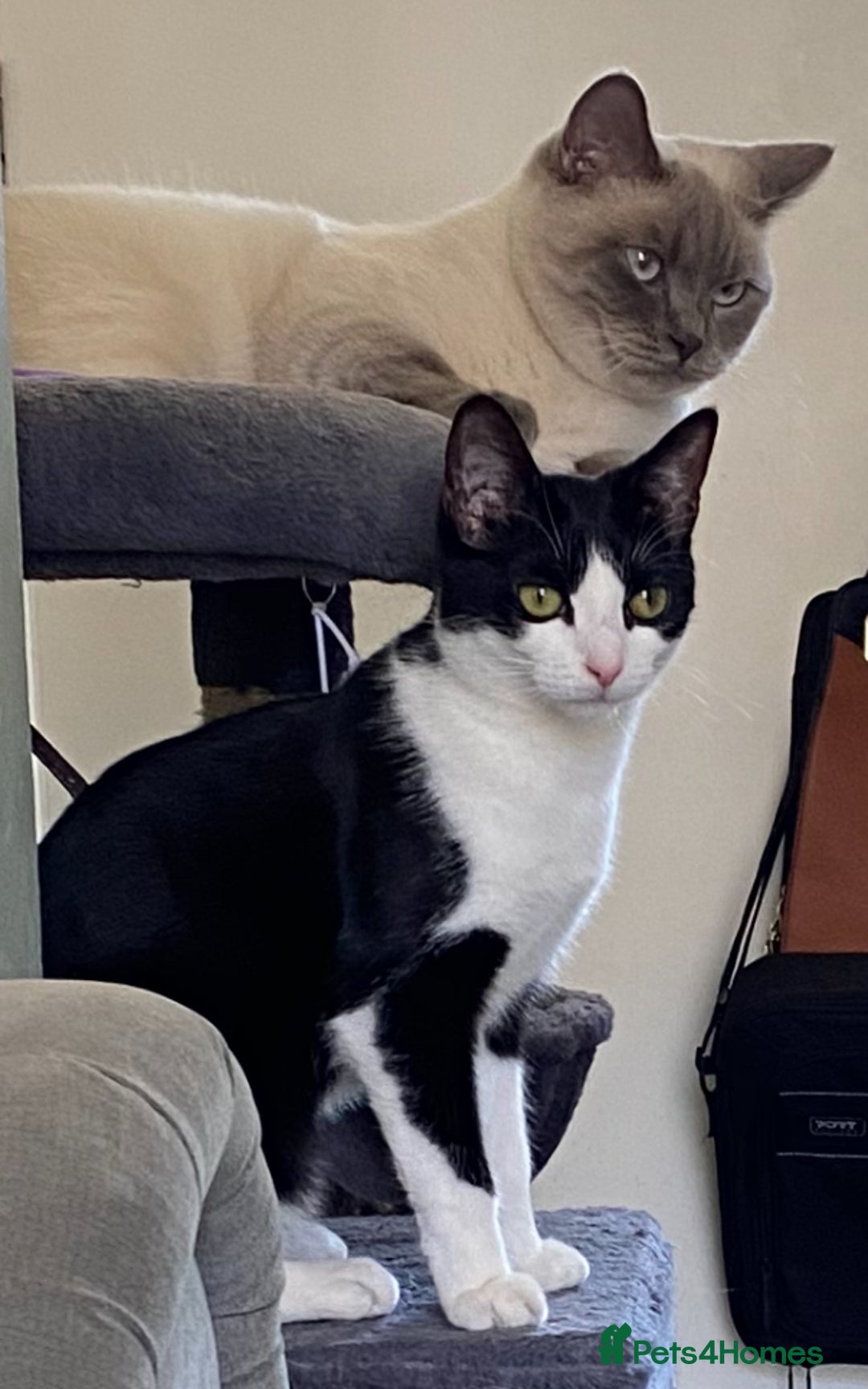 British Shorthair cats for sale: Vinnie and Tilly - Image 9