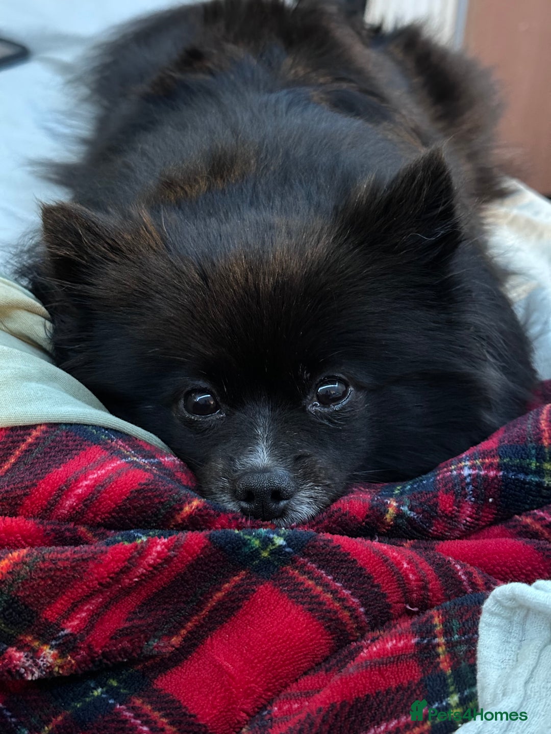 Pomeranian dogs for sale: Beautiful Pomeranian Puppies🩷 - Image 8