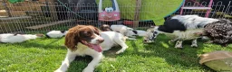 English Springer Spaniel dogs for sale: Working springer spaniels - Advert 13