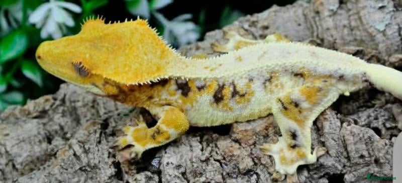 Gecko reptiles High lilly white male - Advert 2