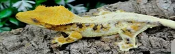 Gecko reptiles for sale: High lilly white male in Peterborough - Advert 1