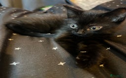 Mixed Breed cats for sale: Mainecoon x boy looking for home - Image 3