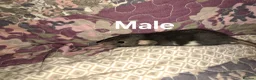Rat rodents for sale: Fancy Rats  in Brandon - Advert 5