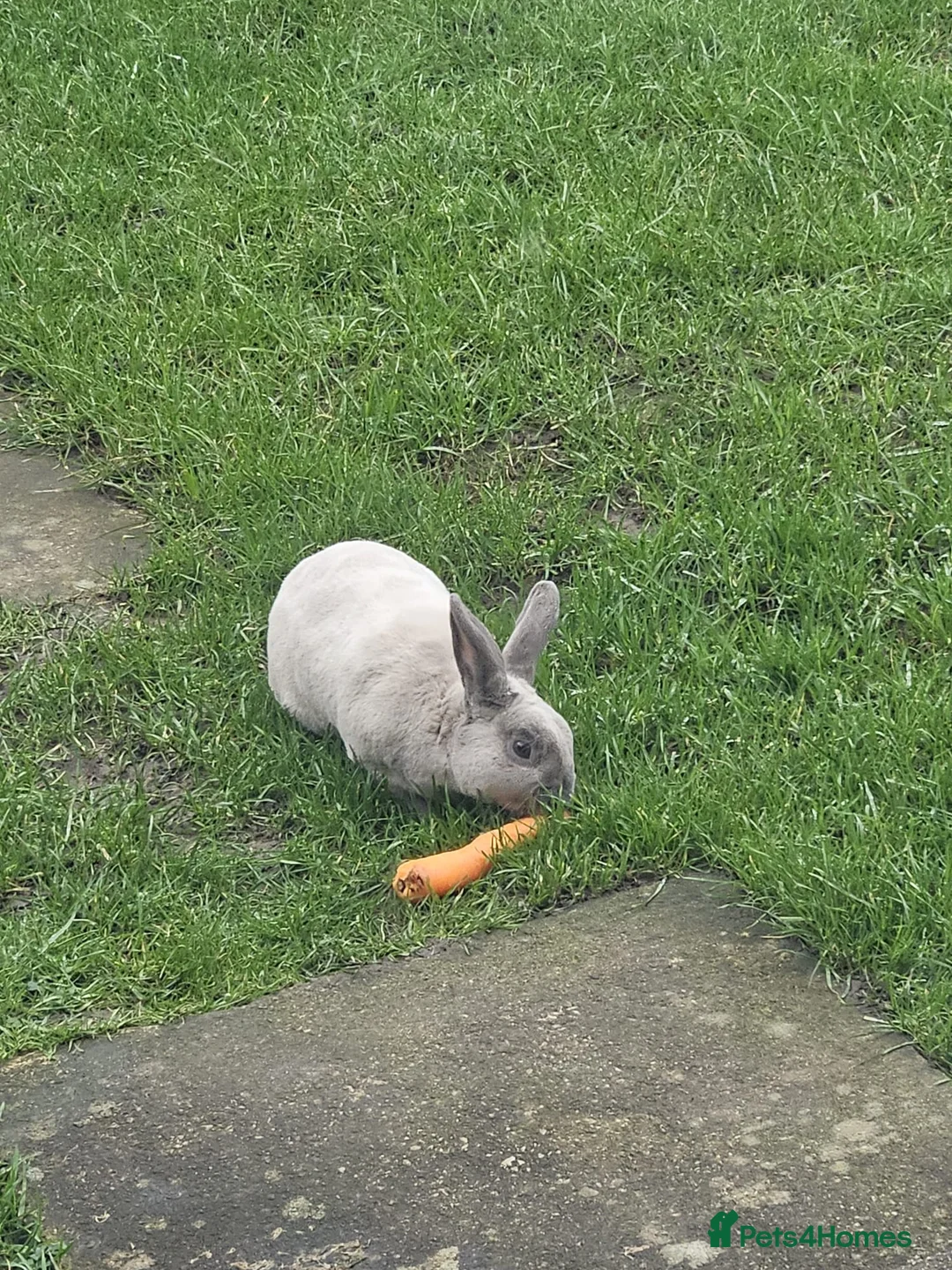 Rex rabbits for sale: Gorgeous Lilac/Silver Male Rex - Advert 1
