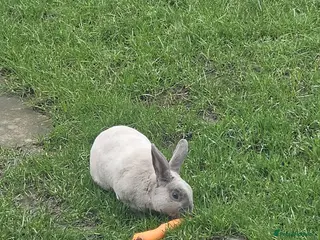 Rex rabbits Gorgeous Lilac/Silver Male Rex - Advert 14