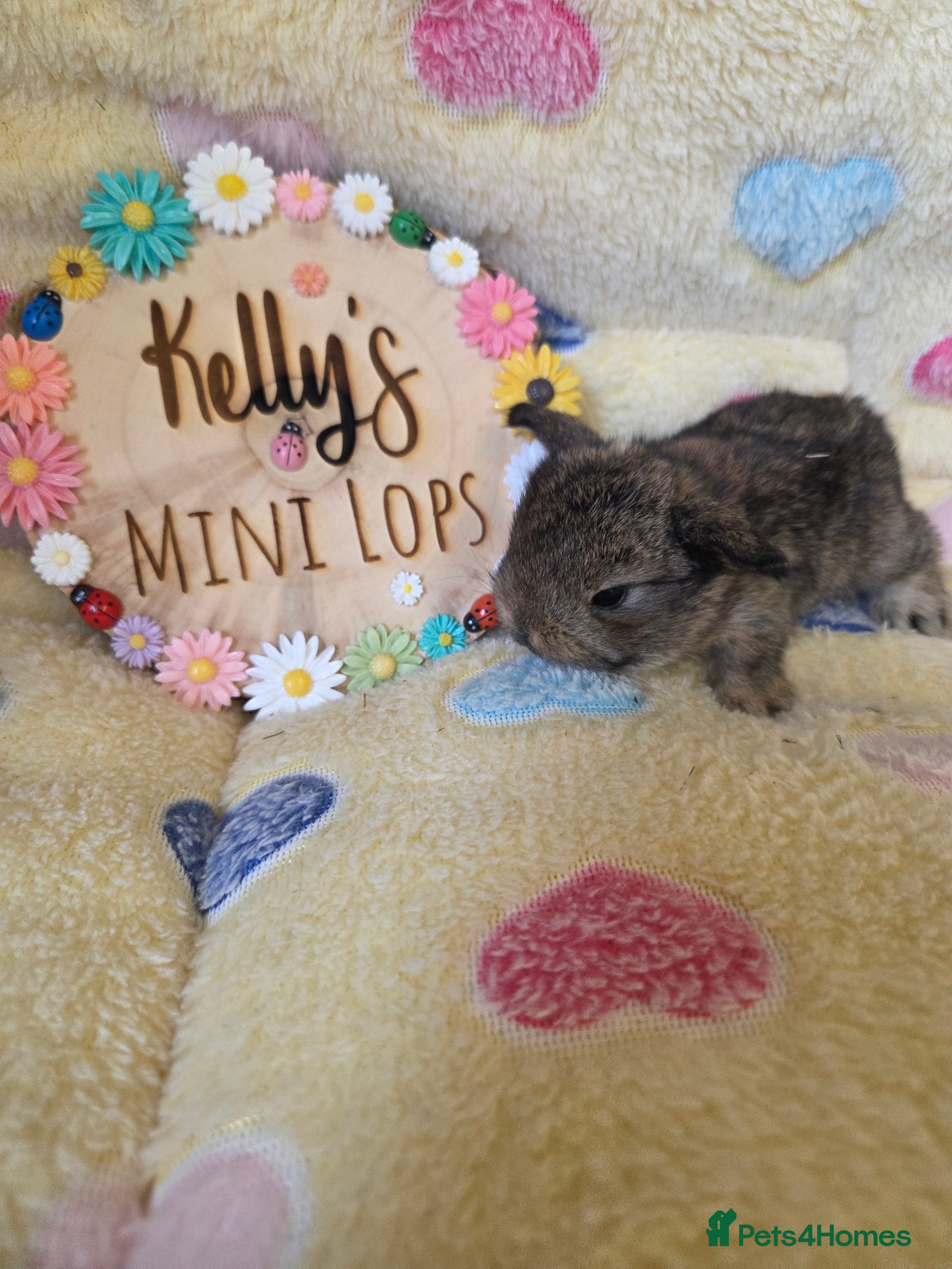 Mini Lop rabbits Purebred Mini Lop Bunnies - Advert 3