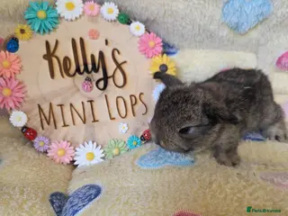 Mini Lop rabbits Purebred Mini Lop Bunnies - Advert 3