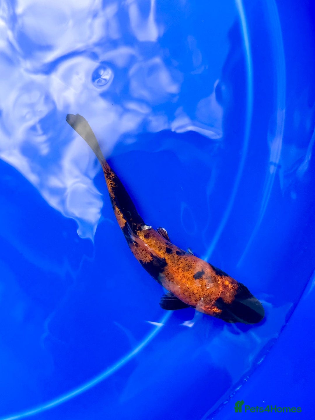 Koi Carp fish for sale: Koi for sale - Image 4