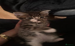 Domestic Shorthair cats for sale: 5 Tabby & Tuxedo kittens for sale - Image 32