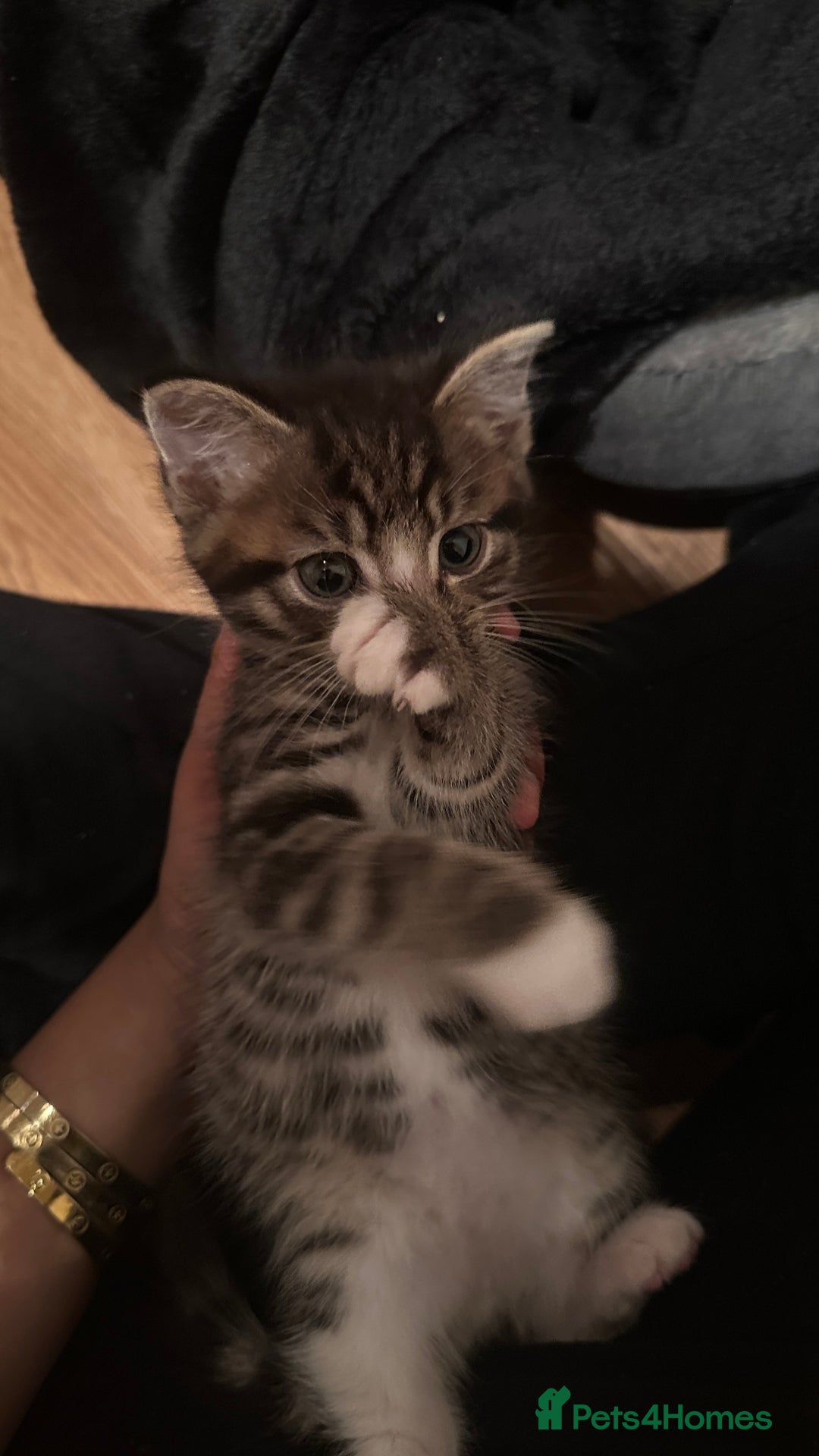 Domestic Shorthair cats for sale: 5 Tabby & Tuxedo kittens for sale - Image 32