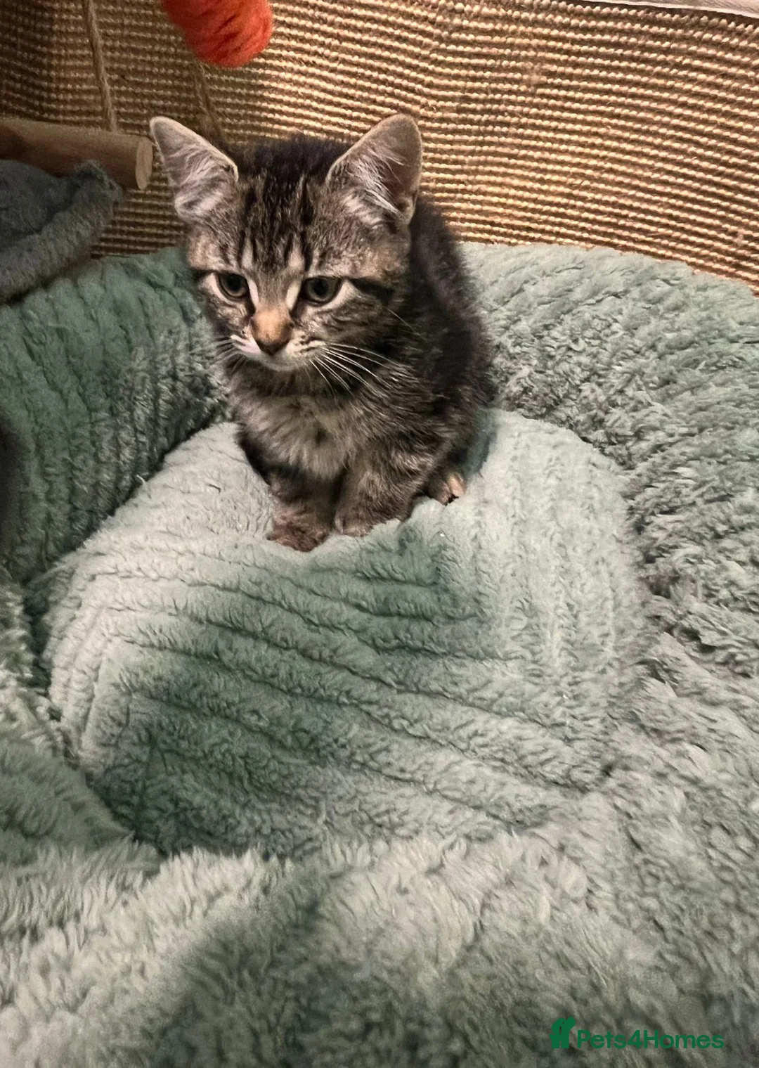 Mixed Breed cats for adoption: 2 x rescue kittens need new home(s) - Advert 3