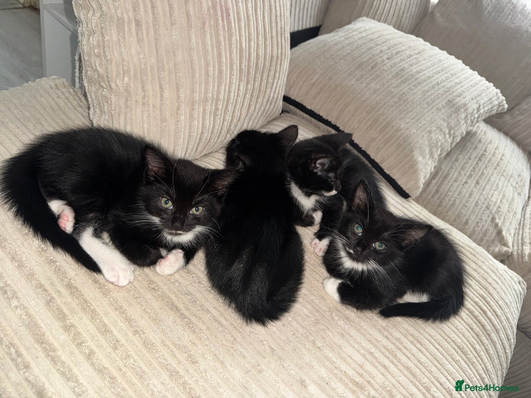 Mixed Breed cats for sale: Beautiful Kittens Looking for Their Forever Homes✨ - Advert 6