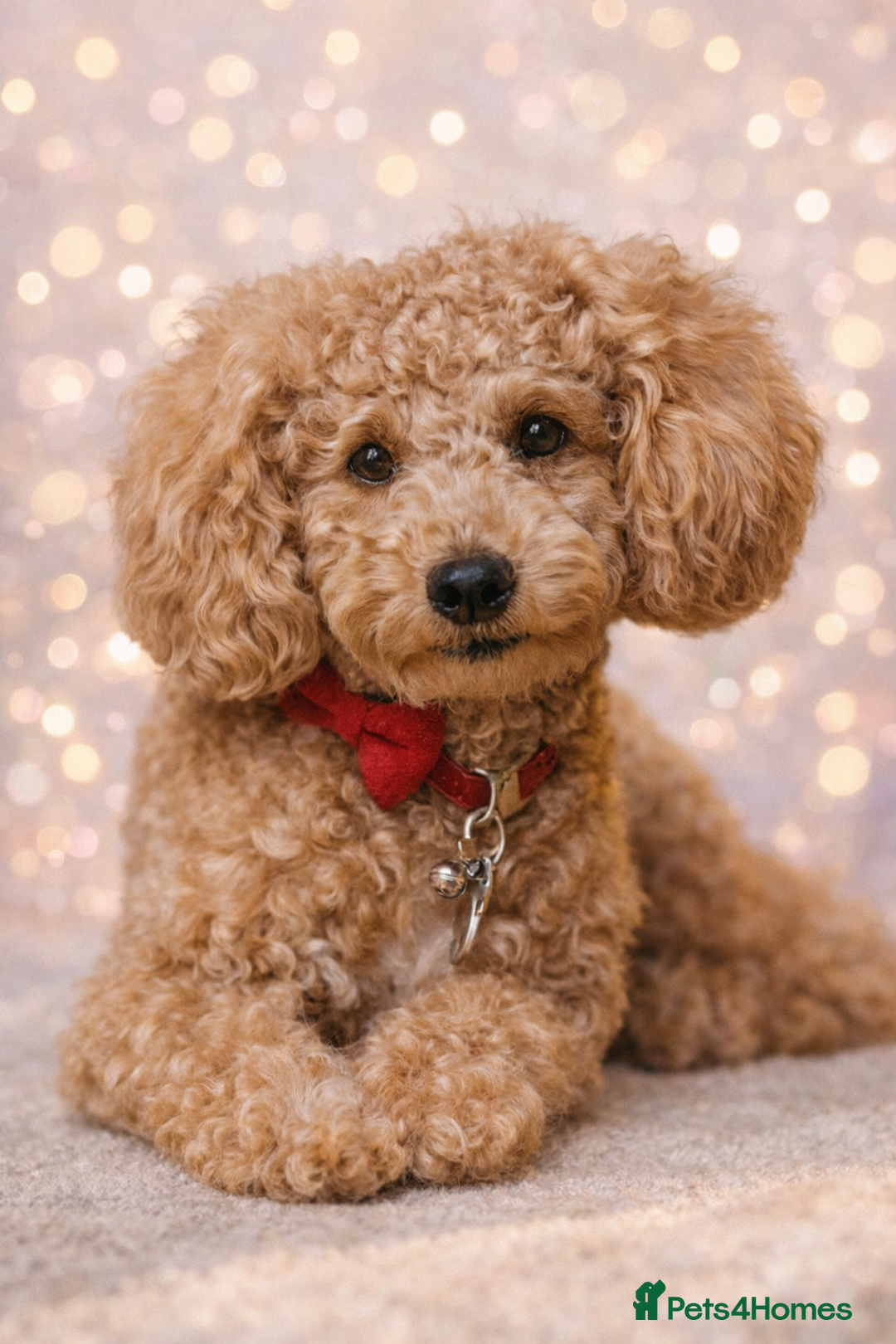 Poochon dogs for sale: Beautiful mini poochons puppies  - Advert 12