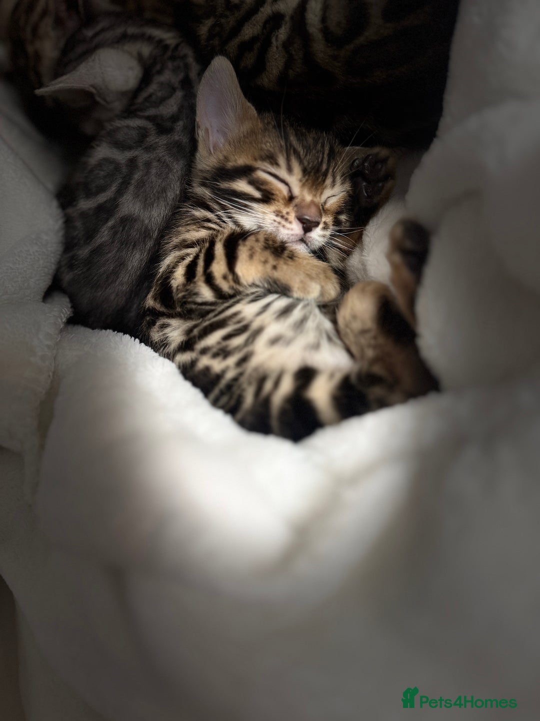 Bengal cats for sale: Purebred Bengal Kittens – Ready for Loving Homes - Advert 12