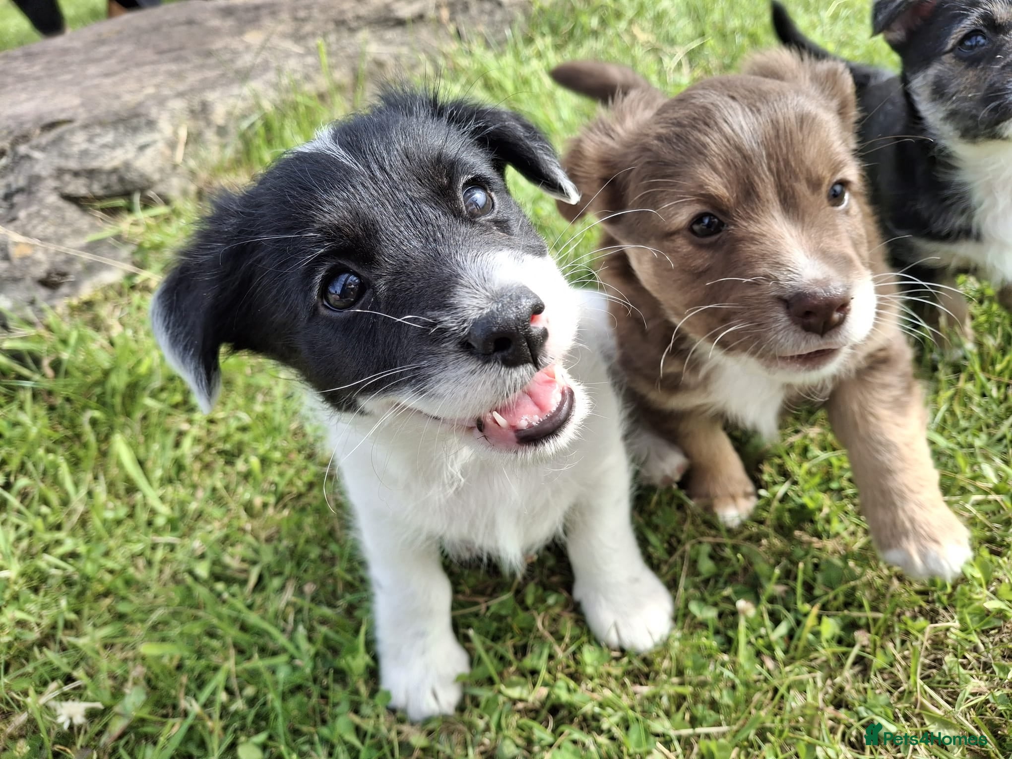Jackapoo dogs Gorgeous little cheeky monkeys! - Advert 2