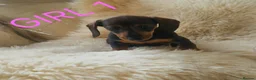Miniature Dachshund dogs for sale: 🐕🐕3 miniature dashund puppy’s 🐕🐕 - Advert 7
