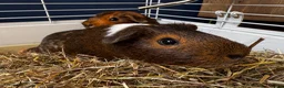 Guinea Pig rodents for sale: 2 Bonded Male Guinea Pigs + Full Setup & Extras in Oswestry - Advert 7