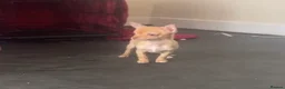 Chihuahua dogs for sale: Last chihuahua puppy REDUCED  - Advert 22