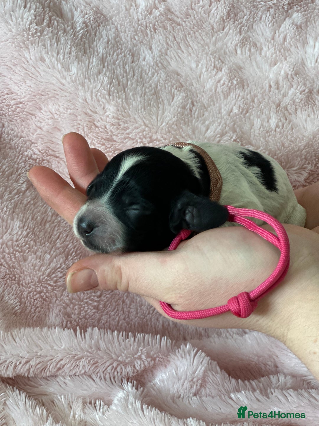 Cocker Spaniel dogs for sale: Cocker Spaniel Pups - Solid & Roan - Farlavale - Advert 29