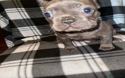 French Bulldog dogs for sale: Beautiful French bull dog puppies  - Advert 4