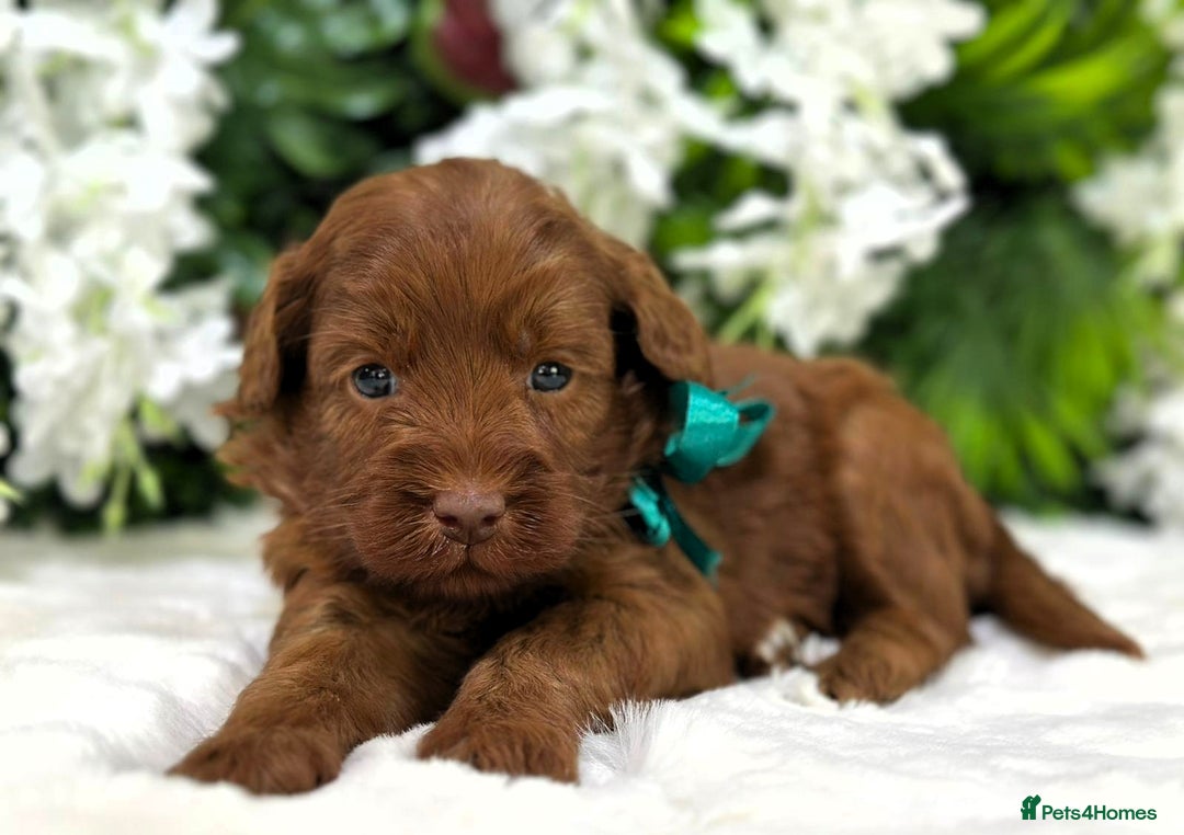 Australian Labradoodle dogs for sale: Superior Authentic Australian Labradoodle Puppies - Image 5
