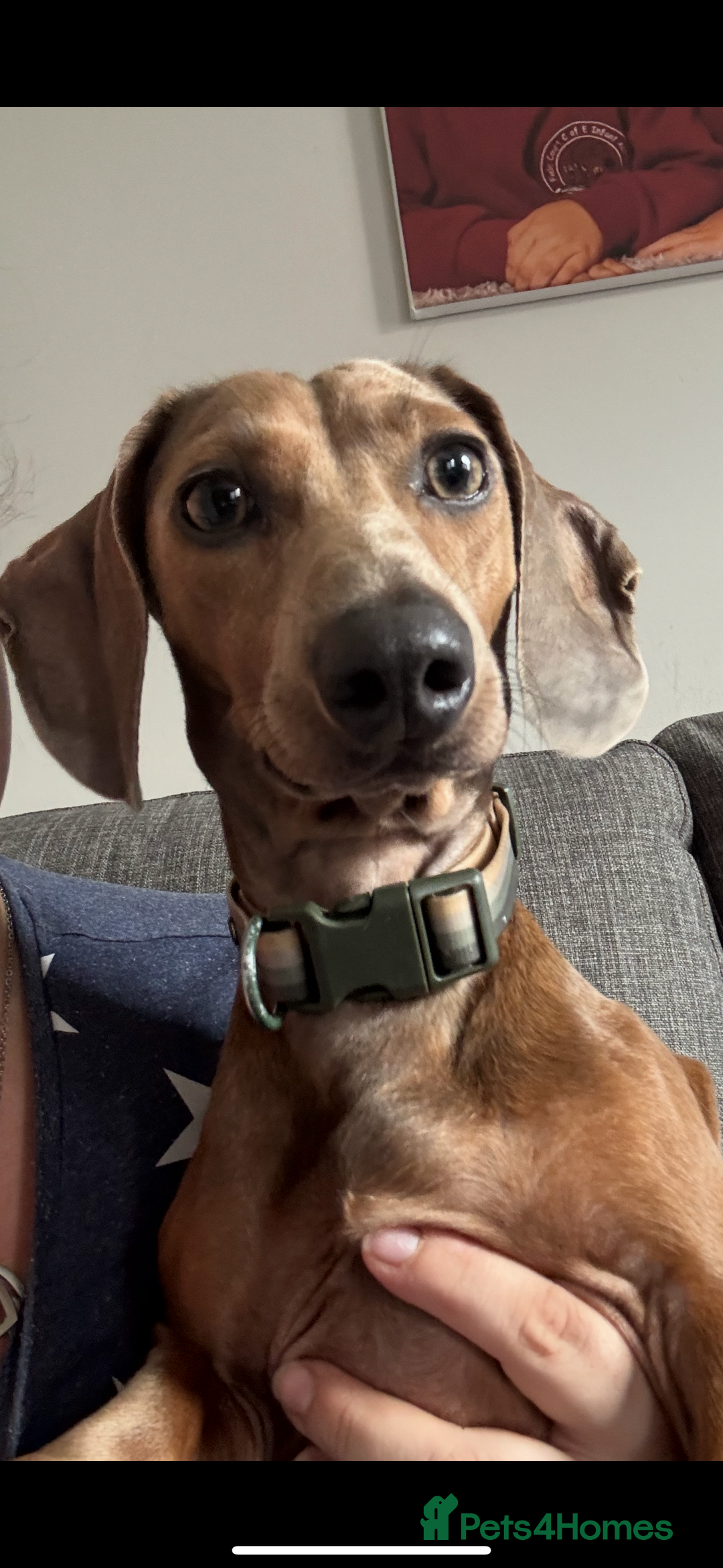 Mixed Breed dogs for sale: Docker - miniature daschund X American cocker  - Image 6