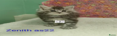 Maine Coon 1 RESERVED 
