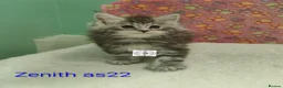 Maine Coon cats for sale: Gorgous maine coon kittens ❤️ - Advert 36