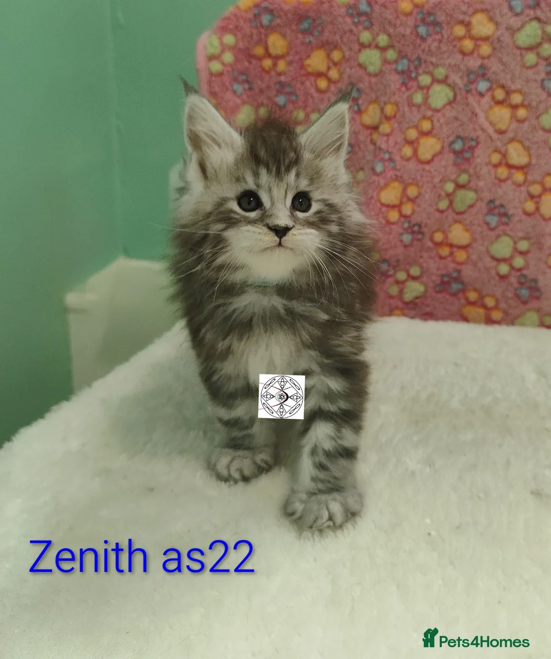 Maine Coon cats for sale: Gorgous maine coon kittens ❤️ - Advert 36