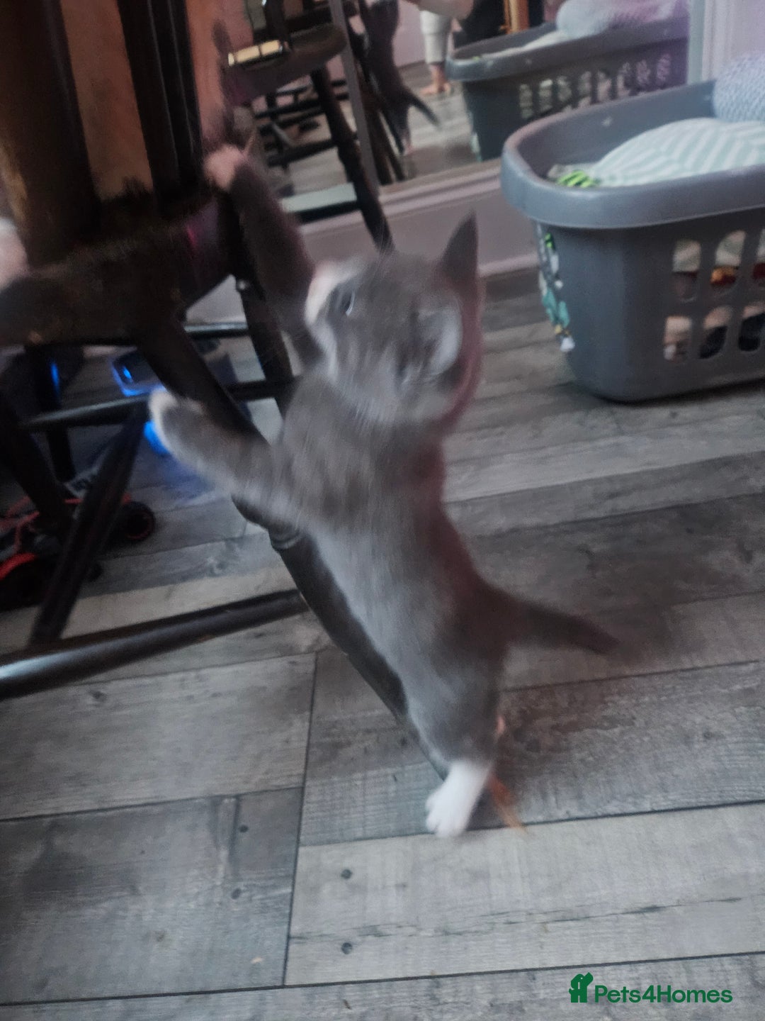 Mixed Breed cats for sale: Cute playful kittens  - Advert 5