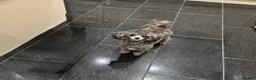 Toy Poodle dogs for stud: Silver health tested Asian poodle- 20 cm tall in Penrith - Advert 4