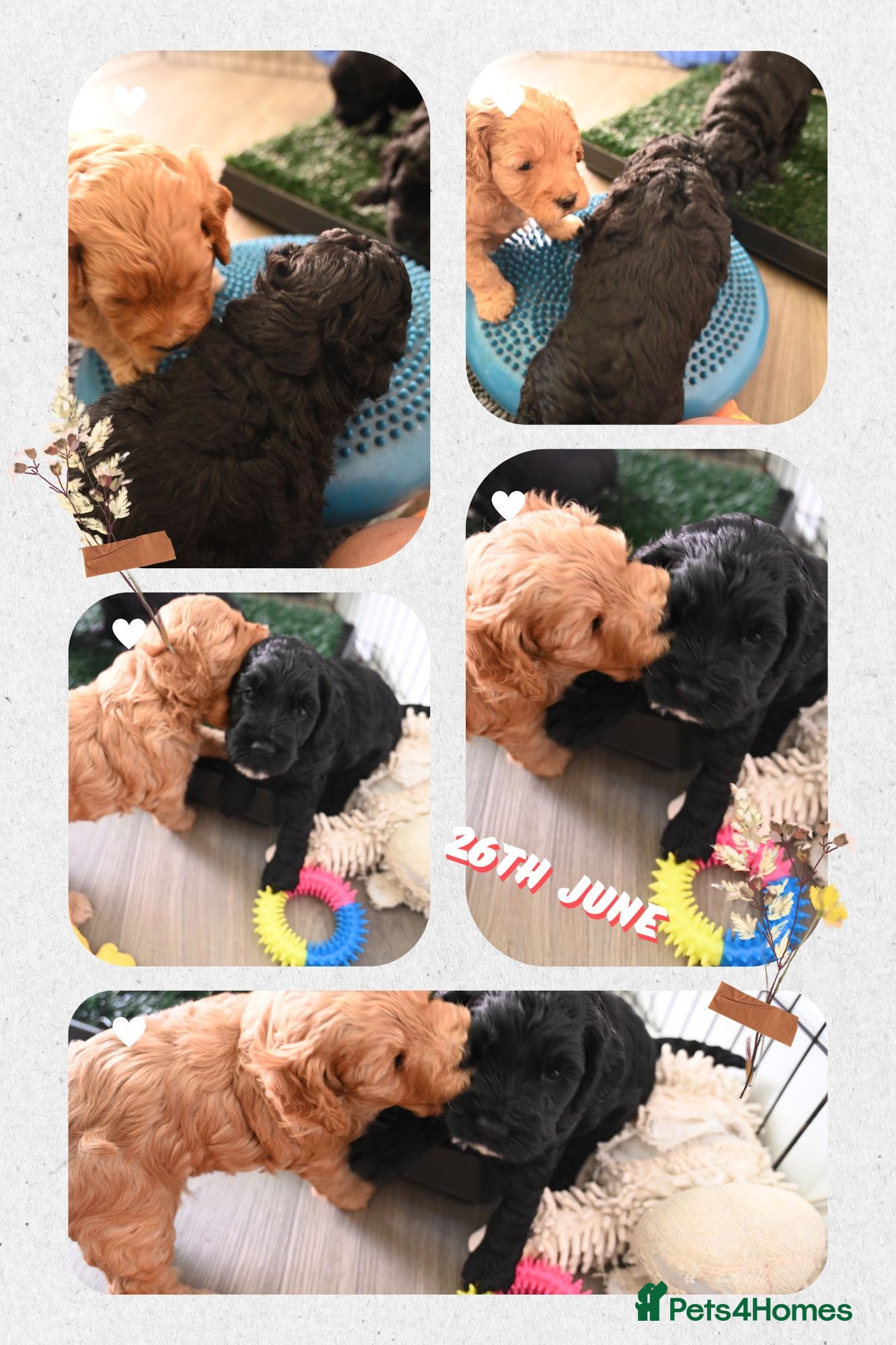 Cockapoo dogs 🐾F2 Cockapoos Puppies Wiltshire💗💗💗💙💙 - Advert 1