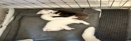 Mixed Breed cats for sale: Angora mix kittens  in London - Advert 5