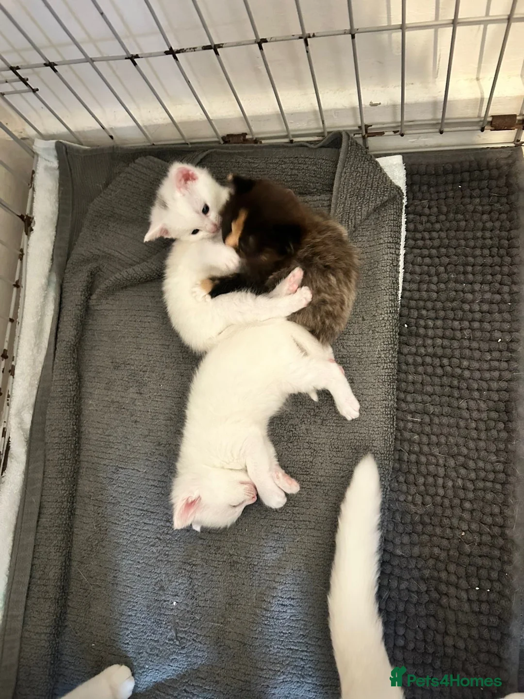Mixed Breed cats for sale: Angora mix kittens  in London - Advert 5