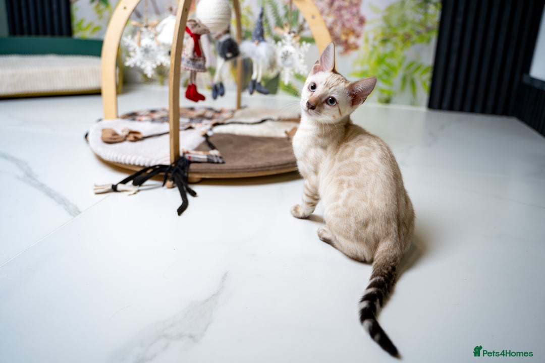 Bengal cats for sale: GOOBER-Snow Lynx Pure Bengal-TICA REG.-Playful boy - Advert 34