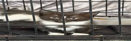 Mixed Breed cats for sale: Kittens for sale  - Advert 17